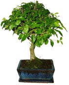 Ligustrum chinensis ptačí zob 473