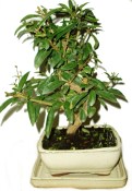 Ligustrum chinensis ptačí zob 504
