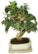 Ligustrum chinensis ptačí zob 505