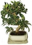 Ligustrum chinensis ptačí zob 508