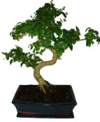 Ligustrum chinensis ptačí zob 534