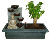 Ligustrum chinensis ptačí zob 583- fontána funkční součástí čerpadýlko