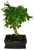 Ligustrum chinensis ptačí zob 600