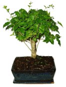 Ligustrum chinensis ptačí zob 602