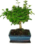 Ligustrum chinensis ptačí zob 603