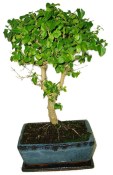 Ligustrum chinensis ptačí zob 608