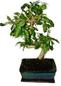 Ligustrum chinensis ptačí zob 622