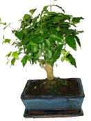 Ligustrum chinensis ptačí zob 718