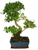 Ligustrum chinensis ptačí zob 752