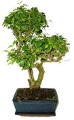Ligustrum chinensis ptačí zob 753