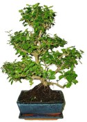 Ligustrum chinensis ptačí zob 754