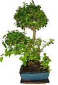 Ligustrum chinensis ptačí zob 755
