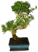 Ligustrum chinensis ptačí zob 756