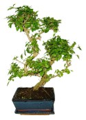 Ligustrum chinensis ptačí zob 757