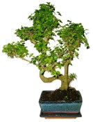 Ligustrum chinensis ptačí zob 758