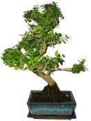 Ligustrum chinensis ptačí zob 764