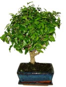 Ligustrum chinensis ptačí zob 815