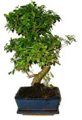 Ligustrum chinensis ptačí zob 844
