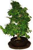 Ligustrum ovalifolium ptačí zob 727