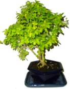 Ligustrum ovalifolium ptačí zob 730