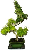 Ligustrum ovalifolium ptačí zob 731