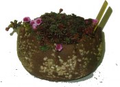 Lomikameny - Tenerife - Melba (2/2)