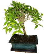 Malphigia - Barbadosská třešeň - Acerola 497