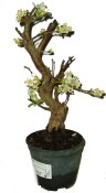 Malus - Třešňoplodá jabloň 562