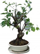Malus - Třešňoplodá jabloň 637