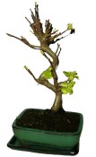Malus - Třešňoplodá jabloň 665