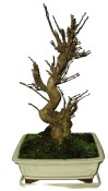 Malus - Třešňoplodá jabloň 785