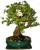 Malus - Třešňoplodá jabloň 936