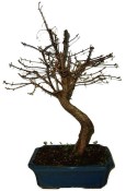 Metasequola - sekvoj 836 - venkovní bonsaje
