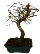 Metasequola - sekvoj 837 - venkovní bonsaje