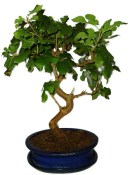 Morus - morušovník 564