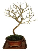 Morus - morušovník 564