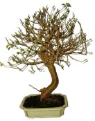 Morus - morušovník 799