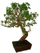 Morus - morušovník 859