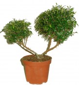 Myrtus communis - Myrta obecná - čarověník 3 koule