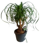 Nolina 3 kmeny 60 cm