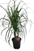 Nolina 3 kmeny 80 cm