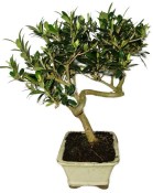 Olivovník - olea europaea 824