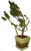 Pinus leucodermis Schmidt 798 (1/2)