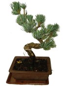 Pinus pentaphila 031 - venkovní bonsaje