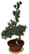Pinus pentaphila 558 - venkovní bonsaje