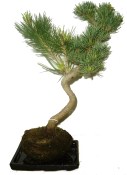 Pinus pentaphila 956 - venkovní bonsaje