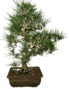 Pinus thunbergi 801 - venkovní bonsaje