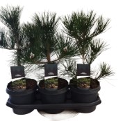 Pinus thunbergi - venkovní bonsaje