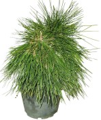 Pinus thunbergii 623 - borovice Thunbergova