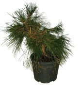 Pinus thunbergii 623 - borovice Thunbergova